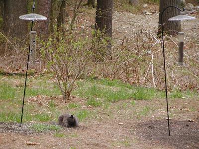 Someday my bird will come