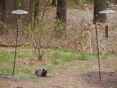 Someday my bird will come #2