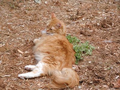 King of the catnip #10