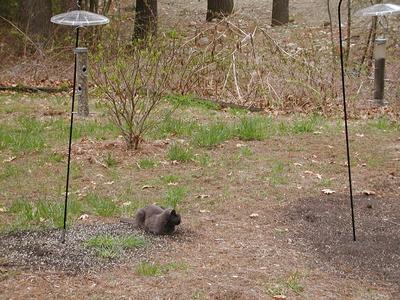 Someday my bird will come #3