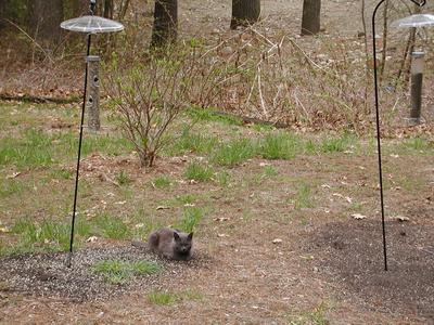 Someday my bird will come #4