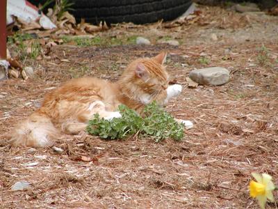 King of the catnip #11