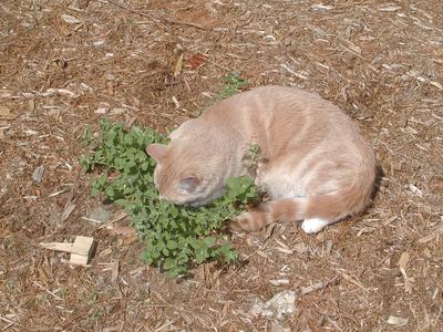 Aerosmith in the catnip