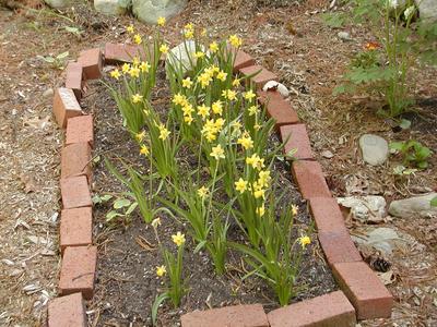 Mini daffodils