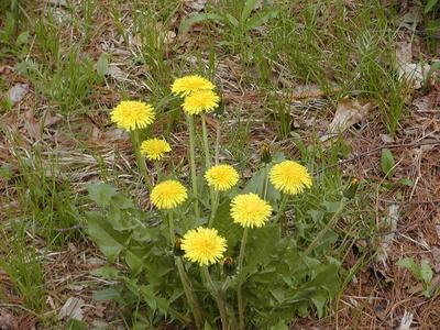 Dandelions