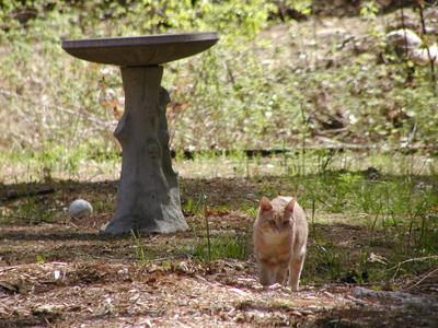 Aerosmith on the prowl