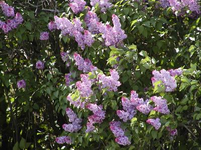 Lilacs