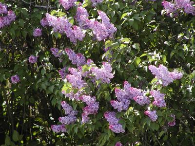 Lilacs #2