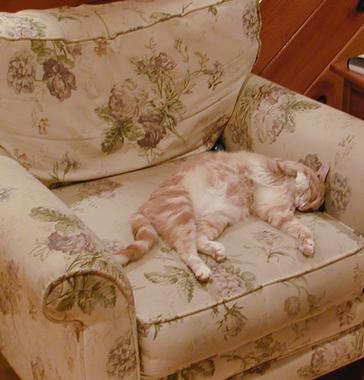 Let sleeping cats lie