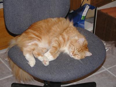 Let sleeping cats lie #2