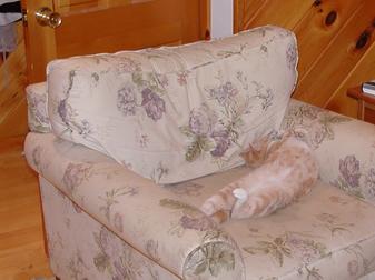 Let sleeping cats lie #3