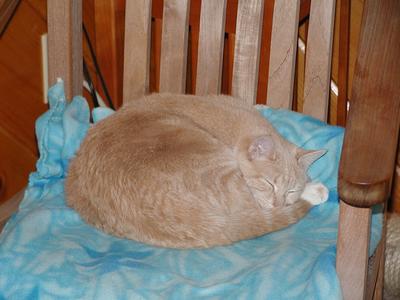 Let sleeping cats lie #4