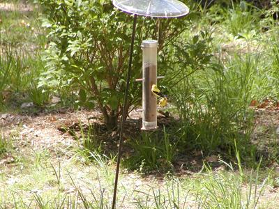 Birds at feeder