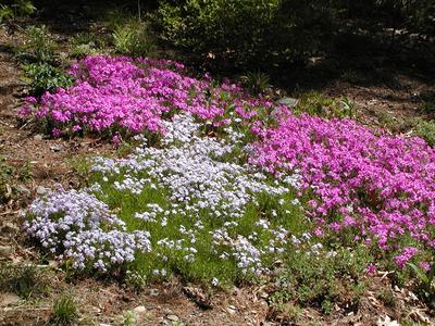 Ground Phlox