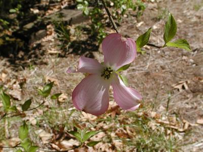Dogwood flower