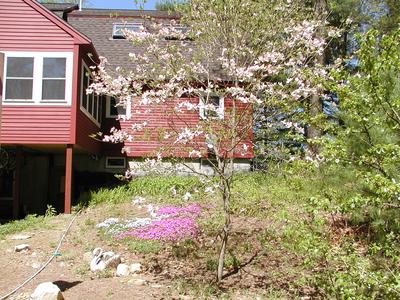 Dogwood tree and ground phlox