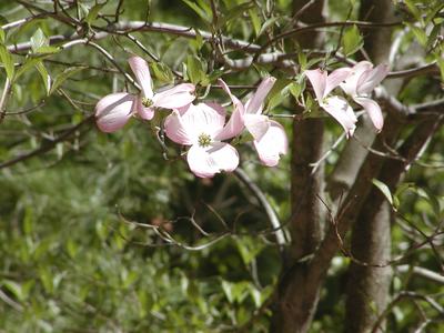 Dogwood flower #2