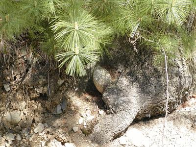 Tree base growing around a rock
