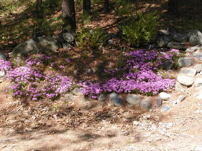 Ground Phlox #4