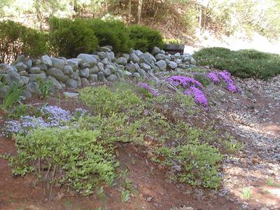 Ground Phlox #6