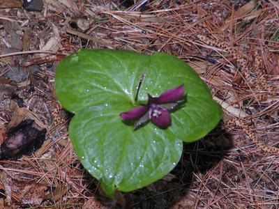 Trillium