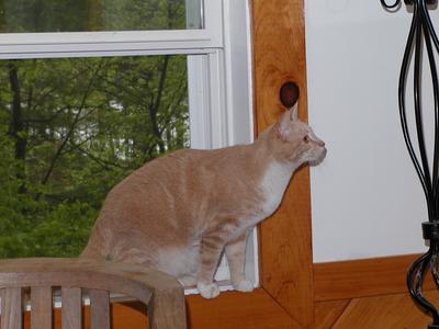 Abba protecting us from bugs