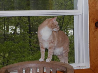 Abba protecting us from bugs #2