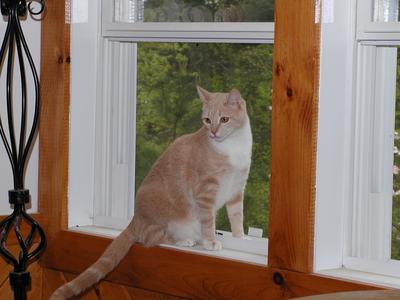 Abba protecting us from bugs #4