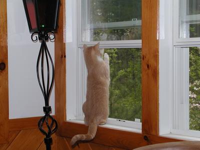 Abba protecting us from bugs #5