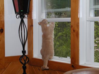 Abba protecting us from bugs #6