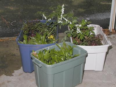 Saving the perennials while the walkway is built
