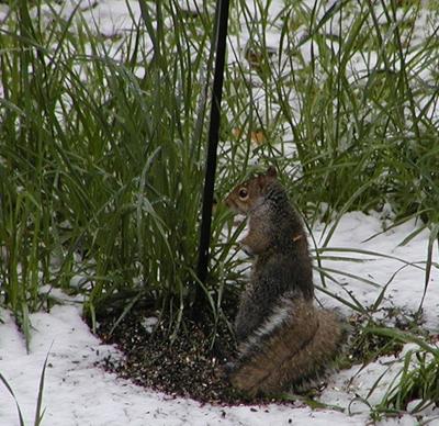 Squirrel in snow #2