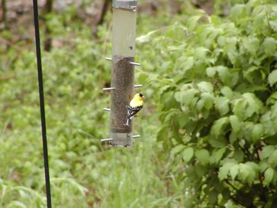 Bird at feeder #2
