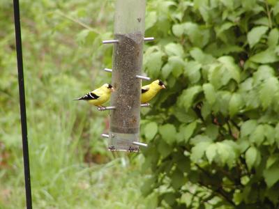 Two birds at the feeder