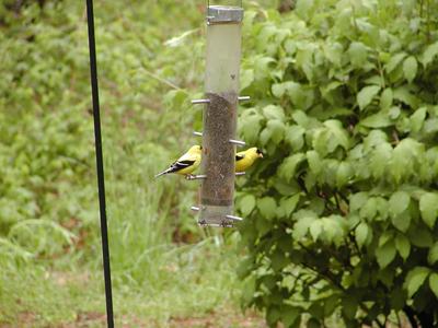 Two birds at the feeder #2