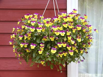 One day after the snow, 60F tempertures