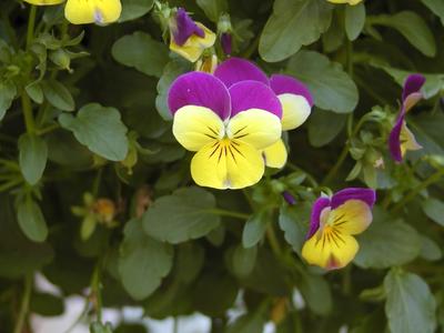 Johnny jump-up up close