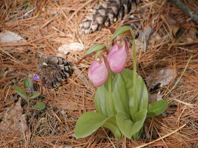 Ladyslipper