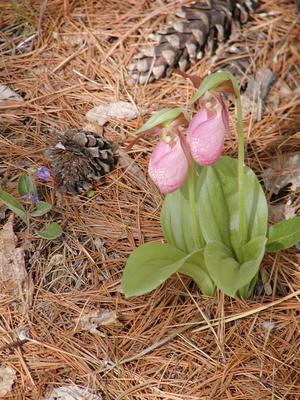 Ladyslipper #2