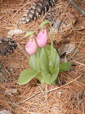 Ladyslipper #3