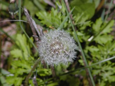 Dandelion seeds