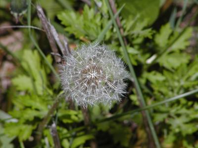 Dandelion seeds #2