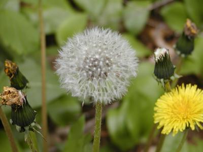 Dandelion seeds #3