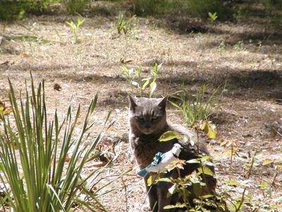 Ok, out of my garden now! #2