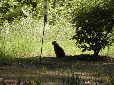 Contemplating the universe