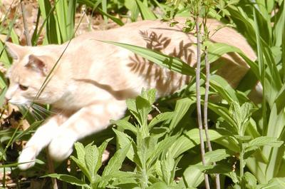 Stalking the prey #4