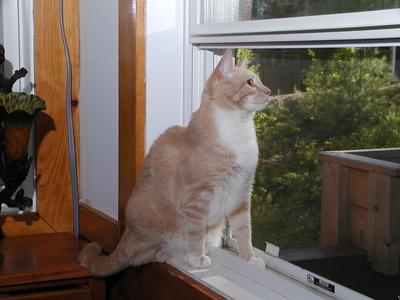 Abba protecting us from bugs #7