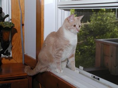 Abba protecting us from bugs #8