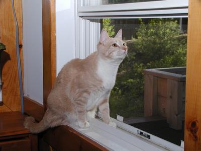 Abba protecting us from bugs #9