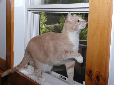 Abba protecting us from bugs #10